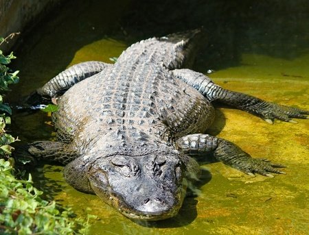 Animals of the Florida Everglades