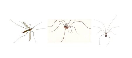 Daddy Long Legs vs Cellar Spiders